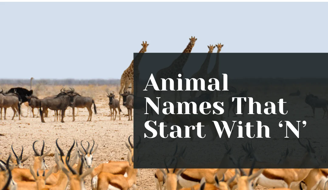 Animal Names That Start With ‘N’